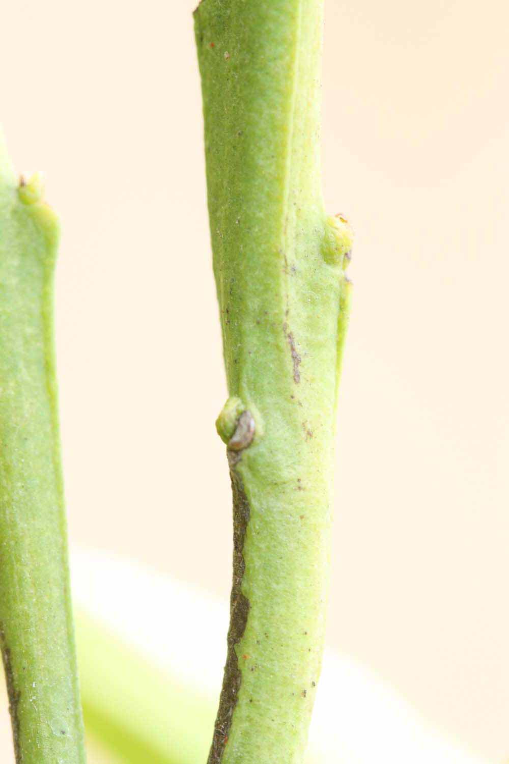            First year twig (Riverside, CA)   